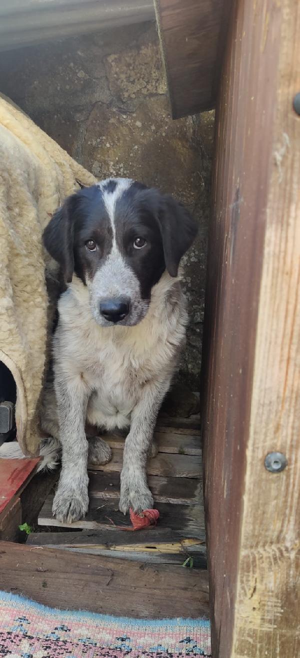 💕“Emma cerca il suo lieto fine: regala amore a chi ne ha tanto da dare”🏠❤️ Foto 2